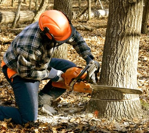 Tree Removal in Mazama, WA